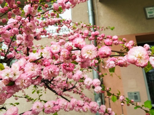 Migdałek trójklapowy (Prunus triloba) – różowo kwitnący krzew na wiosnę